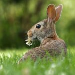 environnement enrichissant pour votre lapin