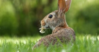 environnement enrichissant pour votre lapin