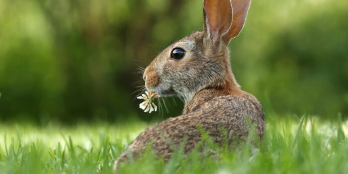 environnement enrichissant pour votre lapin